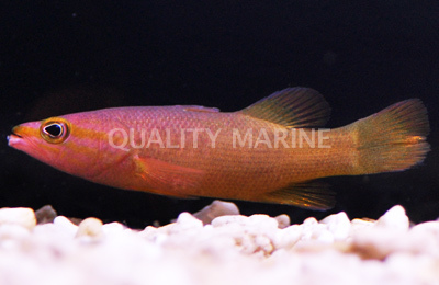Liopropoma Yellowtail Reef Liopropoma mitratum Wild Basslets Quality Marine