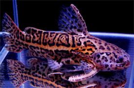Liosomadoras oncinus Liosomadoras oncinus Jaguar catfish Tropical Fish Diszhalinfo