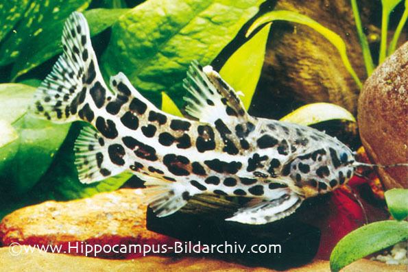 Liosomadoras oncinus Liosomadoras oncinus Jaguar Catfish Seriously Fish