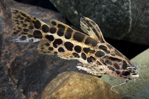 Liosomadoras oncinus jaguar catfish med liosomadoras oncinus Segrest Farms