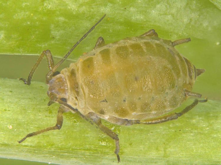 Lipaphis erysimi Insect Pests