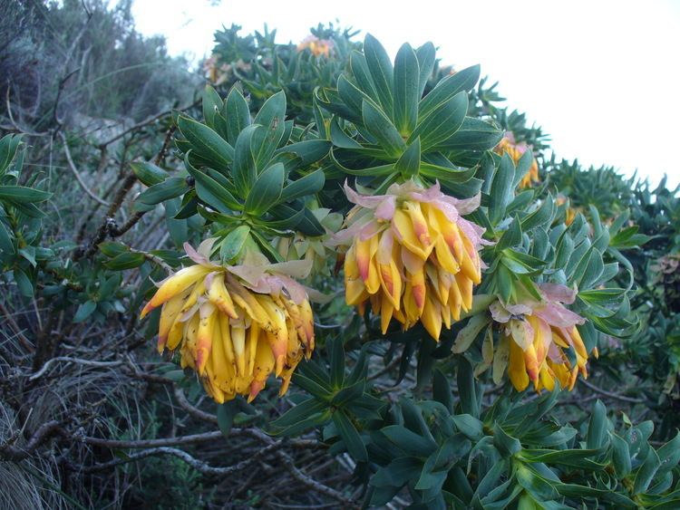 Liparia (plant) httpsuploadwikimediaorgwikipediacommons88