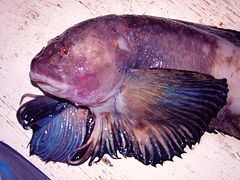 Liparis (fish) httpsuploadwikimediaorgwikipediacommonsthu