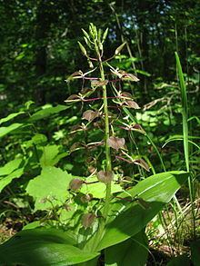 Liparis liliifolia httpsuploadwikimediaorgwikipediacommonsthu