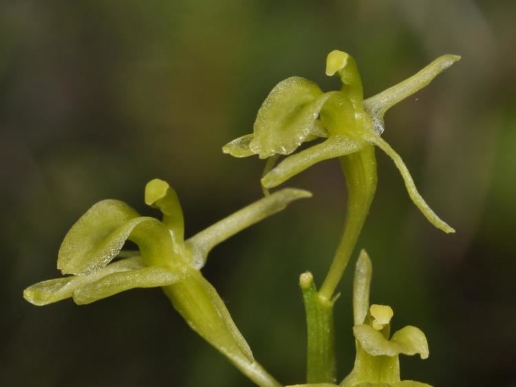 Liparis loeselii Liparis loeselii Loesel39s Wide Lipped Orchid Go Orchids