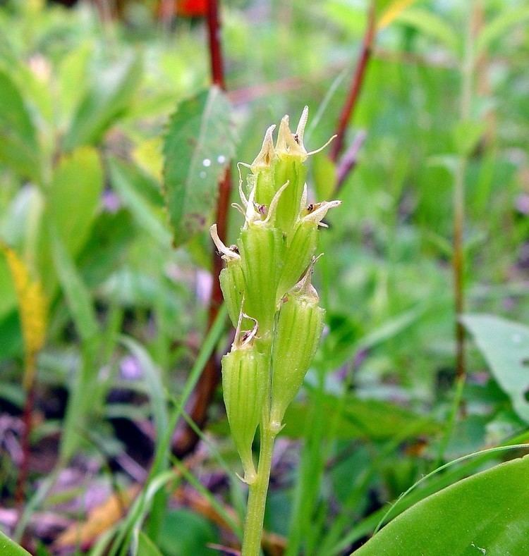 Liparis loeselii Liparis loeselii Loesel39s widelipped orchid Go Botany
