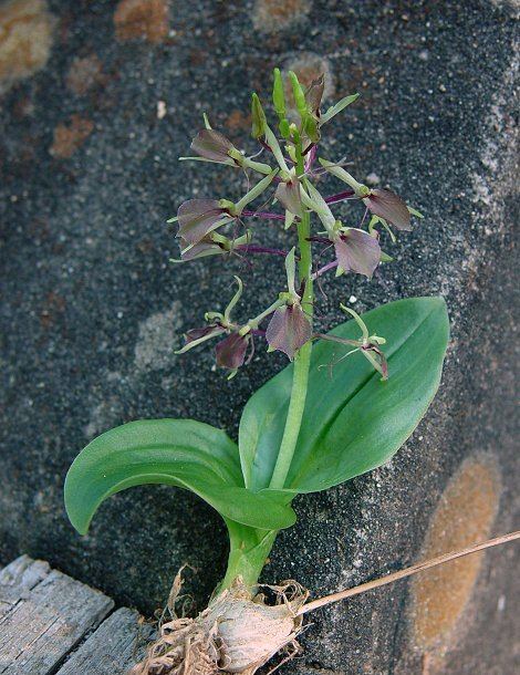 Liparis (plant) Liparis liliifolia page