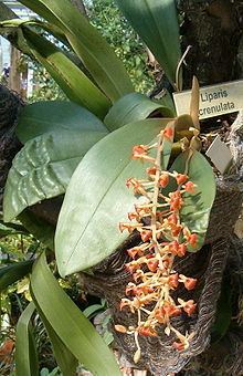 Liparis (plant) httpsuploadwikimediaorgwikipediacommonsthu