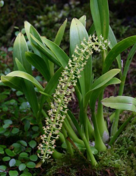 Liparis (plant) Liparis condylobulbon Here are some kinds of Indonesian Orchid