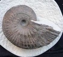 Liparoceras Liparoceras Buy Fossils at Fossilworldnet