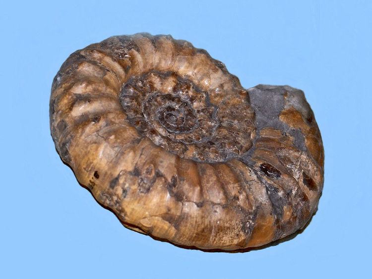 Liparoceratidae