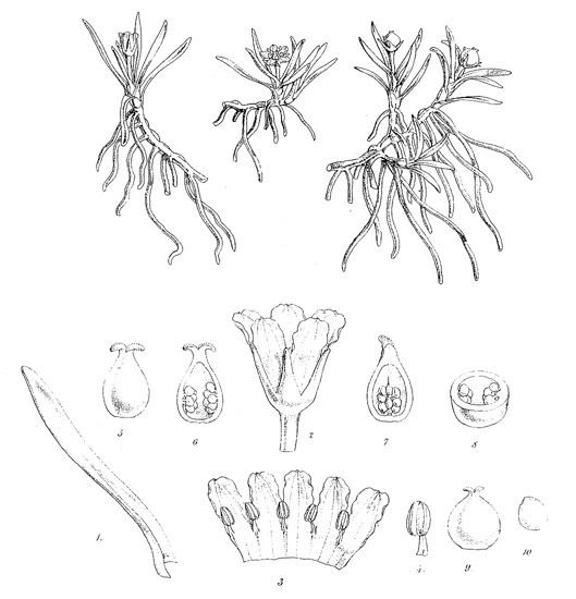 Liparophyllum gunnii