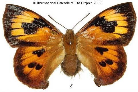 Liphyra brassolis Papua Insects Foundation LepidopteraLycaenidaeLycaeninaeLiphyra