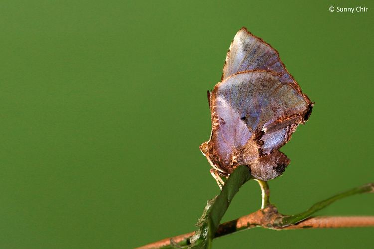 Liphyra brassolis ButterflyCircle Checklist