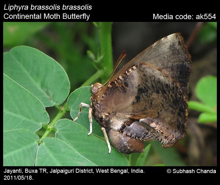 Liphyra brassolis Liphyra brassolis Moth Butterfly Butterflies of India