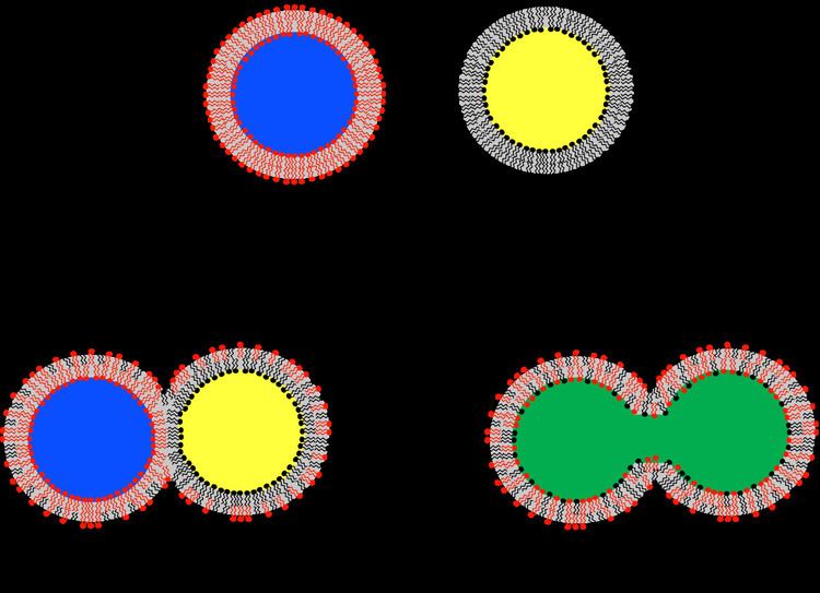 Lipid bilayer fusion