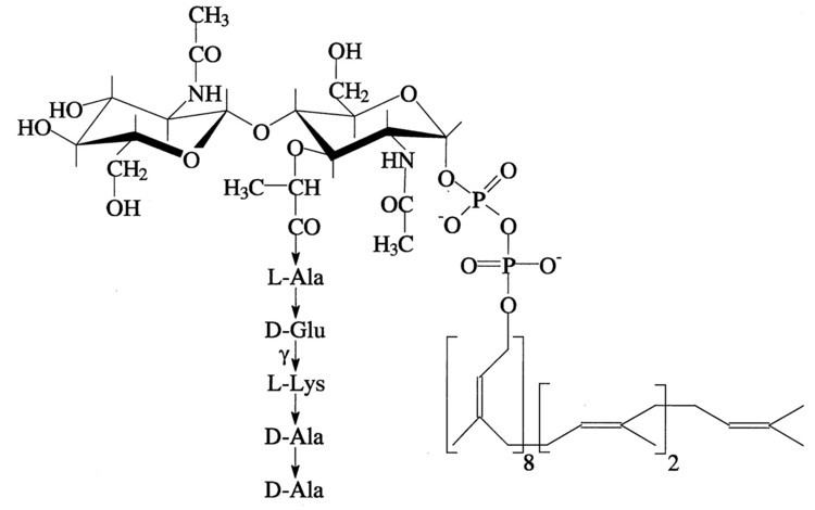 Lipid II The Lantibiotic Mersacidin Inhibits Peptidoglycan Synthesis by