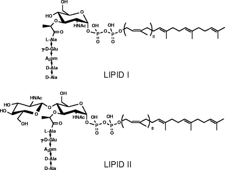 Lipid II Lipid Intermediates in the Biosynthesis of Bacterial Peptidoglycan