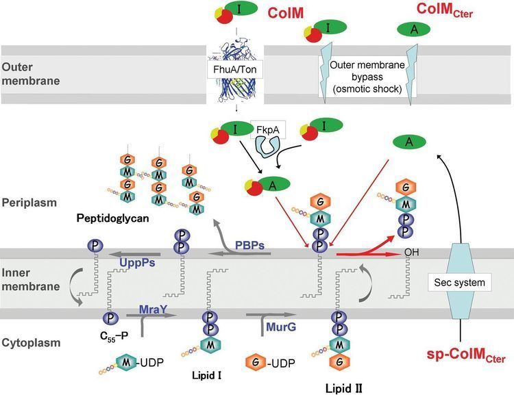 Lipid II Colicin M a peptidoglycan lipidIIdegrading enzyme potential use