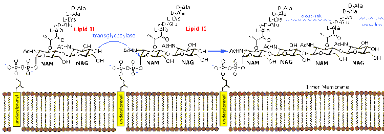 Lipid II Nucleic Acids