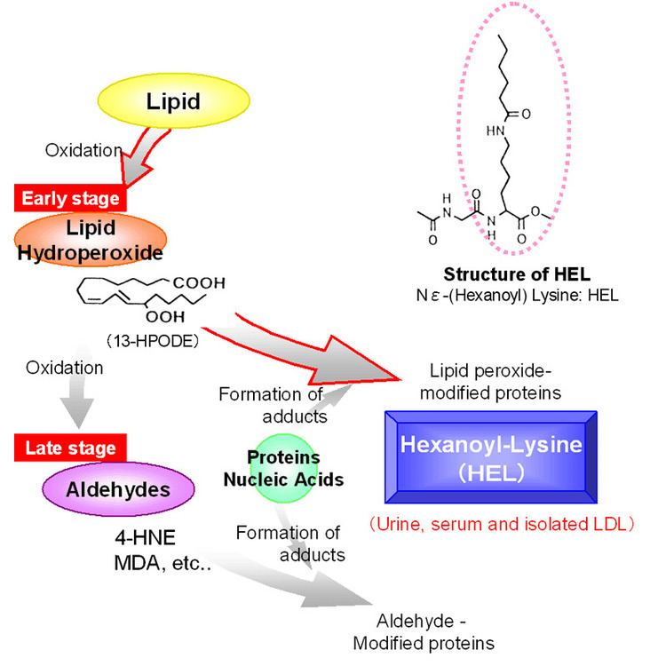 Lipid peroxidation Lipid Peroxidation EndProducts as a Key of Oxidative Stress Effect