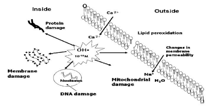 Lipid peroxidation Lipid Peroxidation Chemical Mechanism Biological Implications and