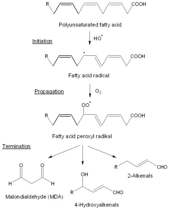 Lipid peroxidation The Effect of Plant Secondary Metabolites on Lipid Peroxidation and