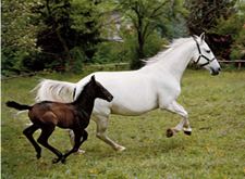 Lipizzan The History and Origins of the Lipizzan Horse
