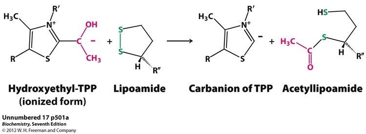Lipoamide Kevin Ahern39s Biochemistry BB 451551 at Oregon State University