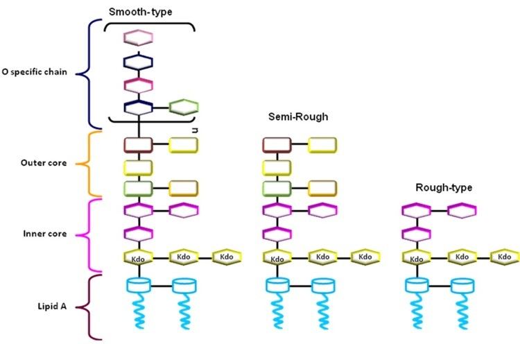 Lipopolysaccharide Mechanisms of OAntigen Structural Variation of Bacterial