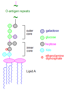 Lipopolysaccharide Lipid A and Bacterial Lipopolysaccharides AOCS Lipid Library