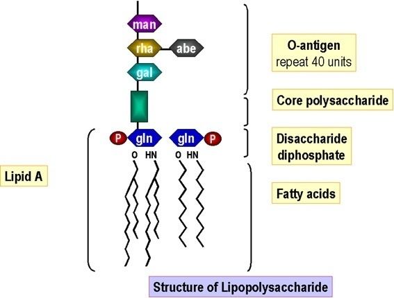 Lipopolysaccharide Lipopolysaccharide LPS of Gram Negative Bacteria characteristics