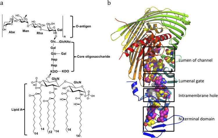 Lipopolysaccharide Figure 1 Lipopolysaccharide and its outer membrane translocon LptD