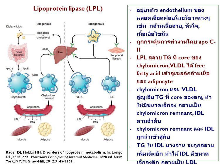 Lipoprotein lipase lipoprotein lipase Gallery