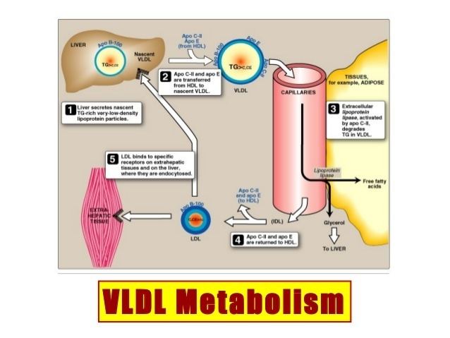 Lipoprotein lipase Lecture 3 lipoproteins metabolism