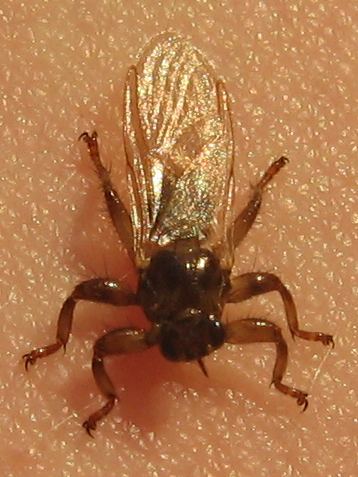 A Lipoptena cervi Fly with its wings folded as it lands on a human skin.