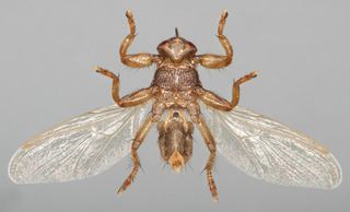 A Lipoptena cervi Fly as it is viewed from a lower angle with its wings spread.