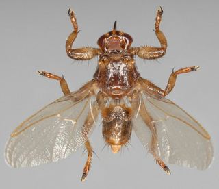 A Lipoptena cervi Fly displayed with its wings spread out.