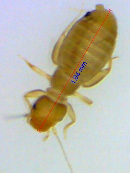 Liposcelis bostrychophila seed crawlers Liposcelis bostrychophila BugGuideNet