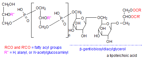 Lipoteichoic acid Glycophospholipids AOCS Lipid Library