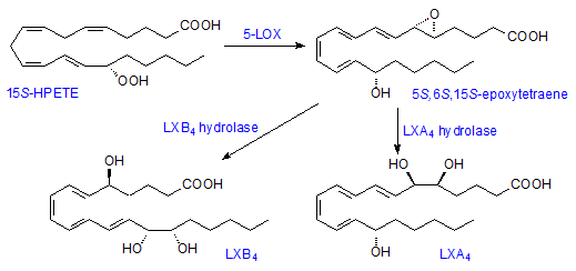 Lipoxin Leukotrienes and Lipoxins AOCS Lipid Library