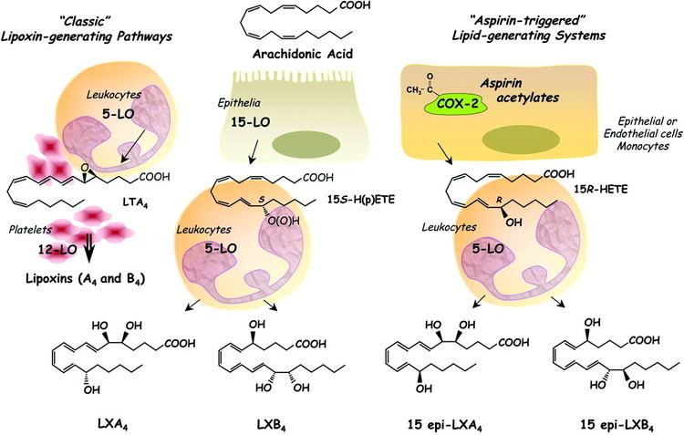 Lipoxin The Lipoxin Receptor ALX Potent LigandSpecific and Stereoselective