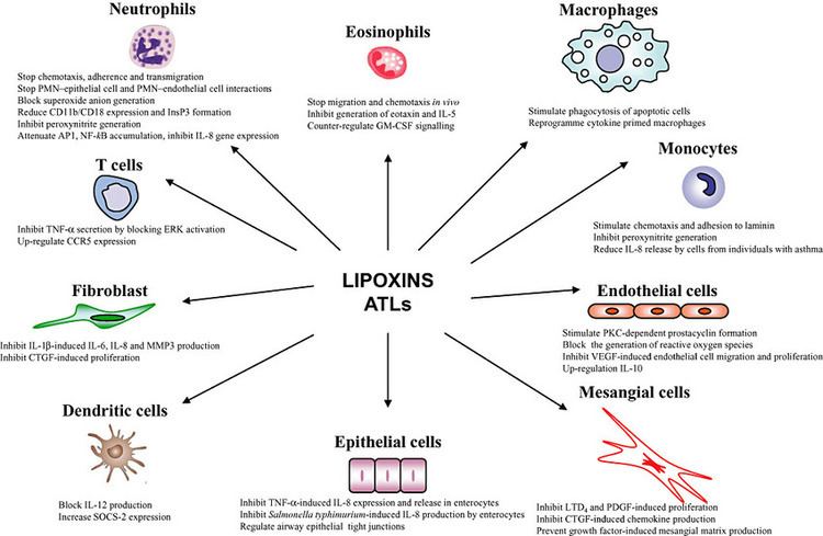 Lipoxin Target cells for lipoxin A4 and aspirintriggered lipoxin
