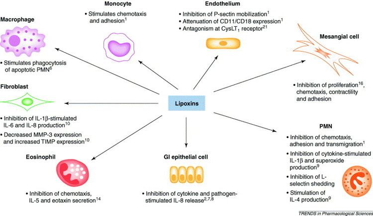Lipoxin Lipoxins revelations on resolution Trends in Pharmacological Sciences