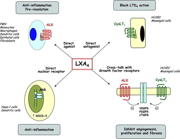 Lipoxin The Lipoxin Receptor ALX Potent LigandSpecific and Stereoselective