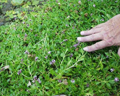 Lippia Grassroots Gardeners Noxious Weed Warning Lippia 39nomow39 lawn