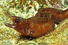 Lipspot moray eel httpsuploadwikimediaorgwikipediacommonsthu