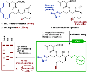 Lipstatin Clickbased synthesis and proteomic profiling of lipstatin analogues