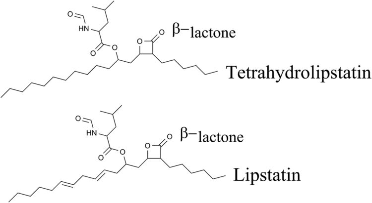 Lipstatin Current trends and future prospects of lipstatin a lipase inhibitor