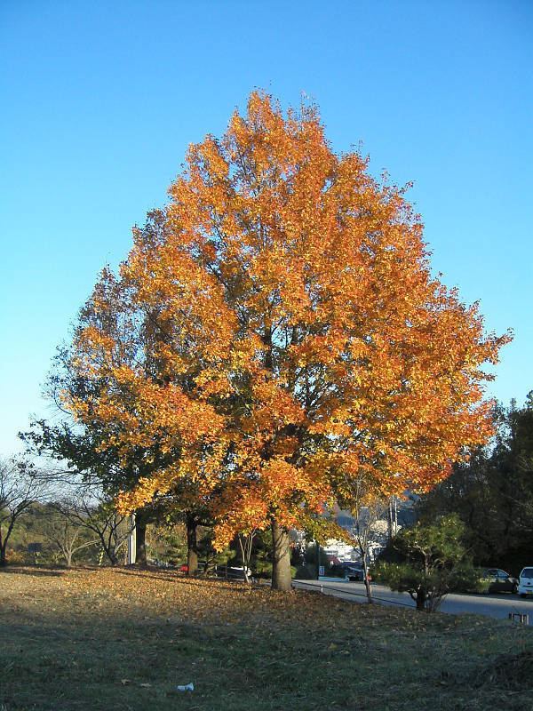 Liquidambar httpsuploadwikimediaorgwikipediacommons44